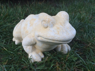Žába skokan